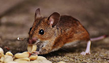 Find Exterminators in Bottineau County